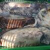 Cuttlefish