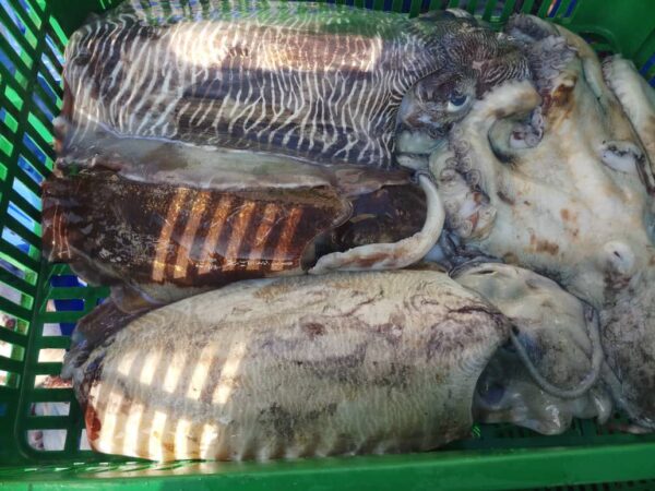 Cuttlefish