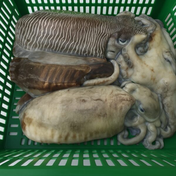 Cuttlefish