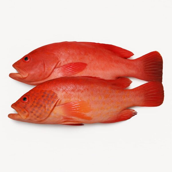 Red Snapper Fish