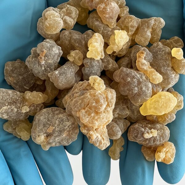 Frankincense carterii