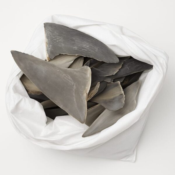 Dry Sharkfin