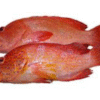 Red Snapper Fish