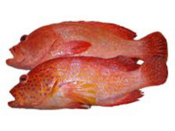 Red Snapper Fish