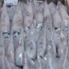 Squid fish