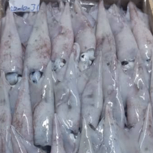 Squid fish