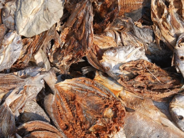 Sun Dry Fish