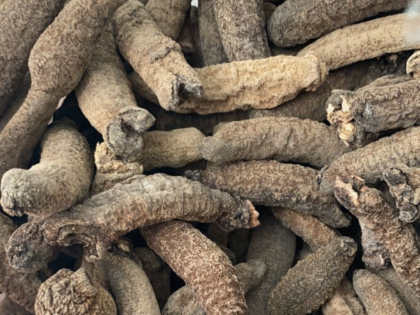 Dry Seacucumber
