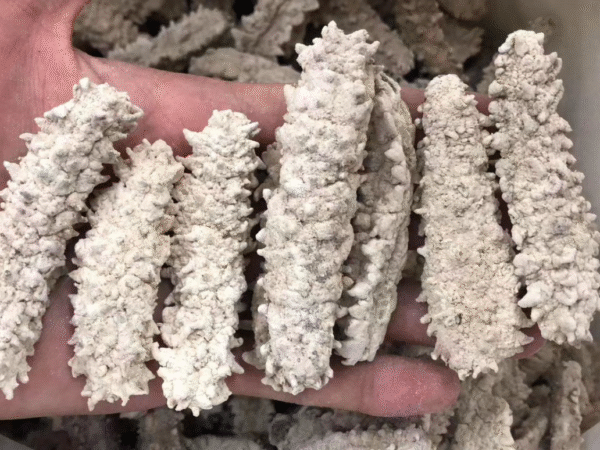 Dry Seacucumber